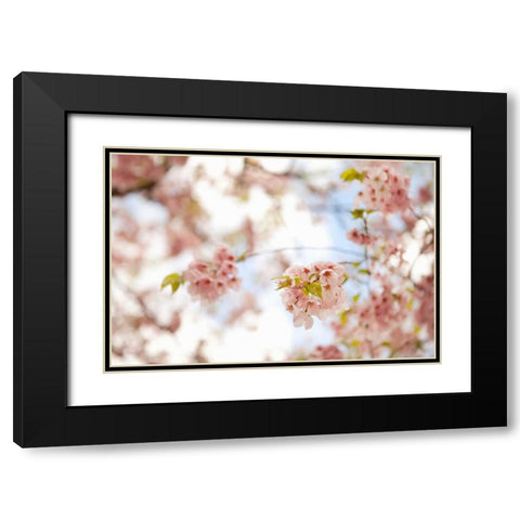 In Bloom XVI Black Modern Wood Framed Art Print with Double Matting by Millet, Karyn