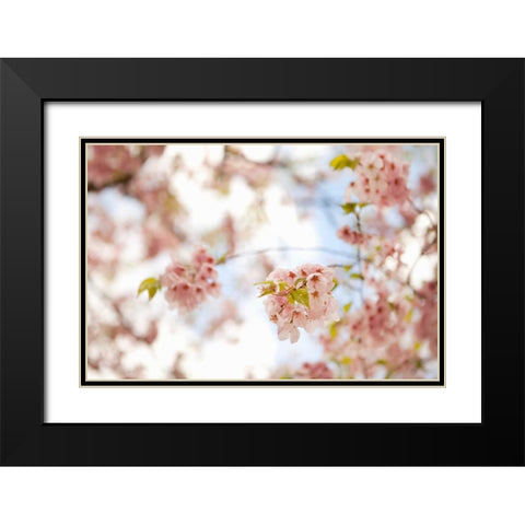 In Bloom XVI Black Modern Wood Framed Art Print with Double Matting by Millet, Karyn