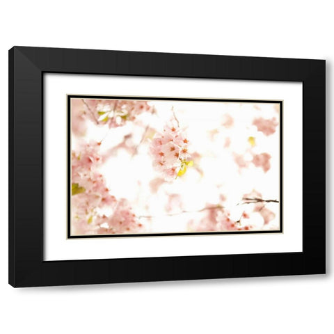 In Bloom XVII Black Modern Wood Framed Art Print with Double Matting by Millet, Karyn
