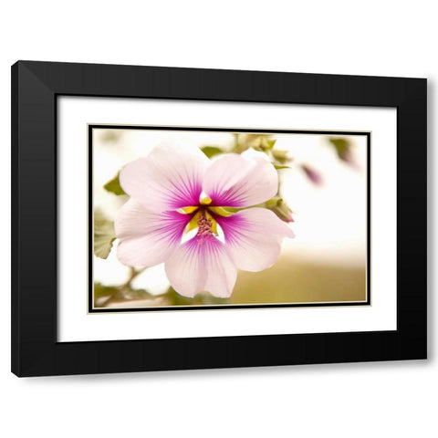 Macro Bloom I Black Modern Wood Framed Art Print with Double Matting by Millet, Karyn