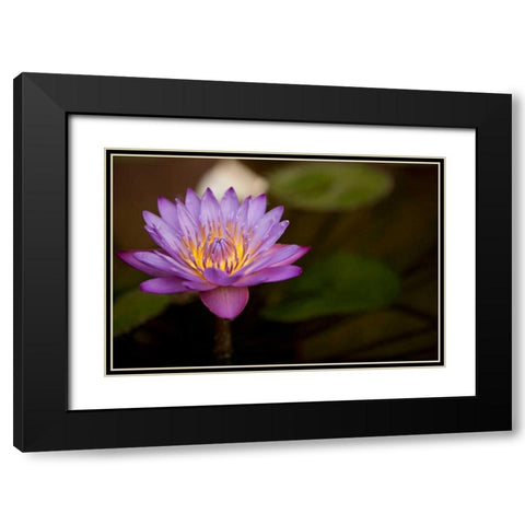 Macro Bloom VI Black Modern Wood Framed Art Print with Double Matting by Millet, Karyn