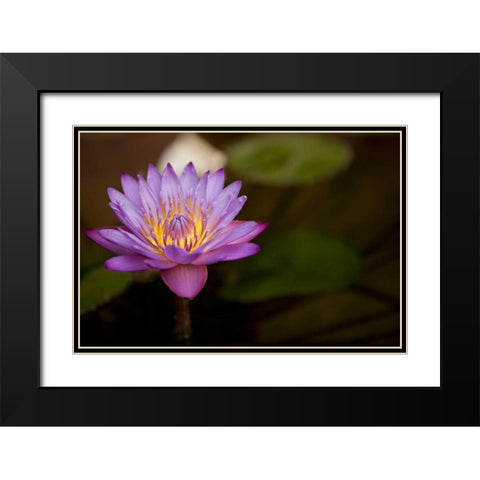 Macro Bloom VI Black Modern Wood Framed Art Print with Double Matting by Millet, Karyn