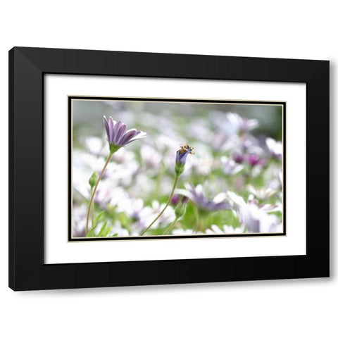 Field of Daisies I Black Modern Wood Framed Art Print with Double Matting by Millet, Karyn