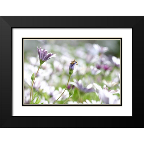 Field of Daisies I Black Modern Wood Framed Art Print with Double Matting by Millet, Karyn