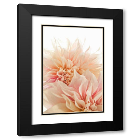 Pink Dahlia II Black Modern Wood Framed Art Print with Double Matting by Millet, Karyn