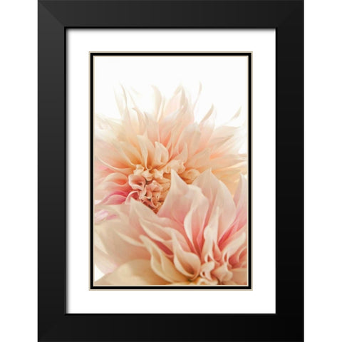 Pink Dahlia II Black Modern Wood Framed Art Print with Double Matting by Millet, Karyn