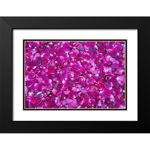 Pink Petals III Black Modern Wood Framed Art Print with Double Matting by Millet, Karyn