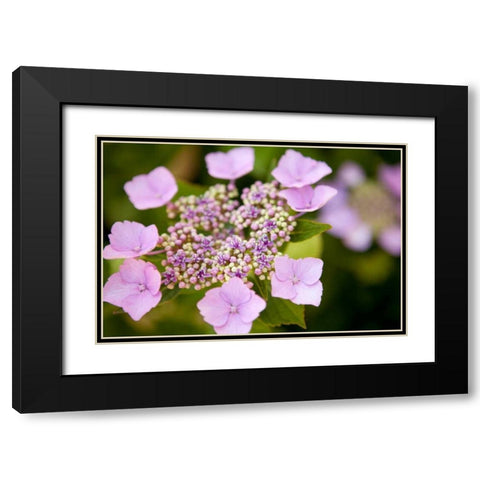 Pink bloom Black Modern Wood Framed Art Print with Double Matting by Millet, Karyn