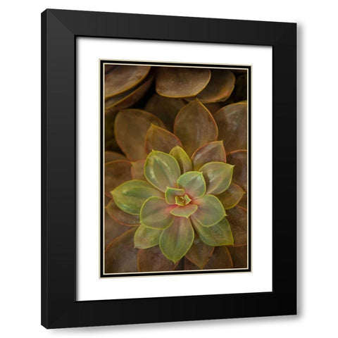 Succulent I Black Modern Wood Framed Art Print with Double Matting by Millet, Karyn