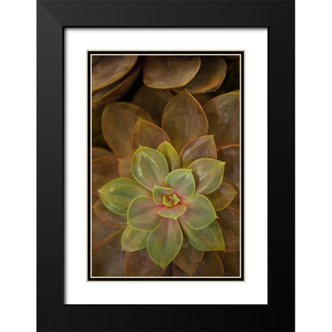 Succulent I Black Modern Wood Framed Art Print with Double Matting by Millet, Karyn