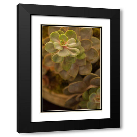 Succulent II Black Modern Wood Framed Art Print with Double Matting by Millet, Karyn