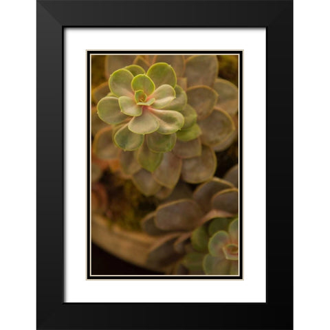 Succulent II Black Modern Wood Framed Art Print with Double Matting by Millet, Karyn