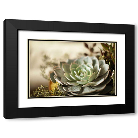 Succulent III Black Modern Wood Framed Art Print with Double Matting by Millet, Karyn