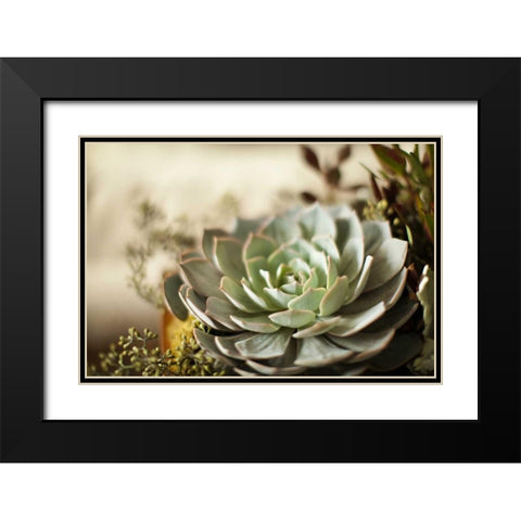 Succulent III Black Modern Wood Framed Art Print with Double Matting by Millet, Karyn