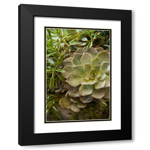 Succulent IV Black Modern Wood Framed Art Print with Double Matting by Millet, Karyn