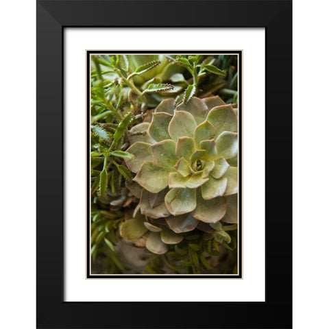 Succulent IV Black Modern Wood Framed Art Print with Double Matting by Millet, Karyn