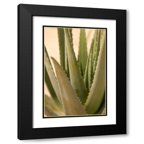 Aloe Black Modern Wood Framed Art Print with Double Matting by Millet, Karyn