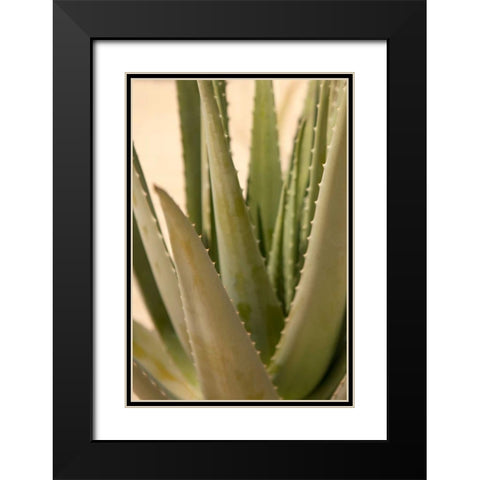 Aloe Black Modern Wood Framed Art Print with Double Matting by Millet, Karyn