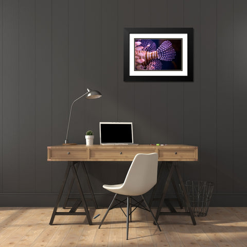 Tropical Fish Black Modern Wood Framed Art Print with Double Matting by Millet, Karyn