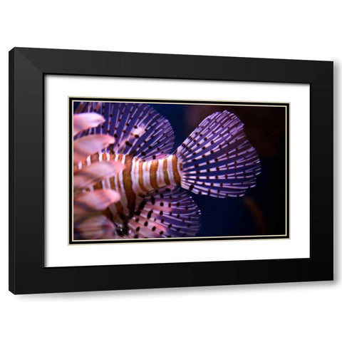 Tropical Fish Black Modern Wood Framed Art Print with Double Matting by Millet, Karyn