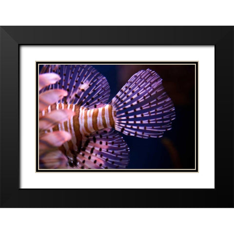 Tropical Fish Black Modern Wood Framed Art Print with Double Matting by Millet, Karyn