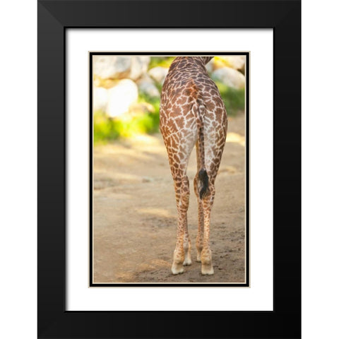 Giraffe II Black Modern Wood Framed Art Print with Double Matting by Millet, Karyn