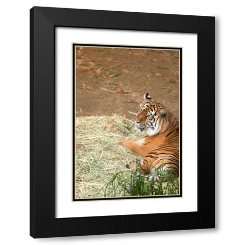 Tiger I Black Modern Wood Framed Art Print with Double Matting by Millet, Karyn