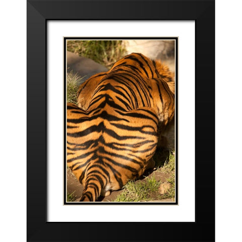 Tiger II Black Modern Wood Framed Art Print with Double Matting by Millet, Karyn