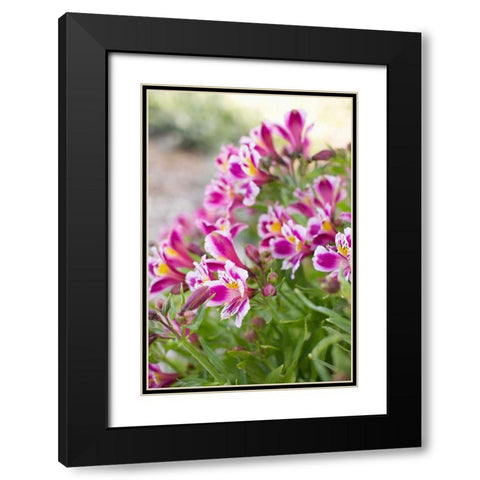 Purple and White II Black Modern Wood Framed Art Print with Double Matting by Millet, Karyn