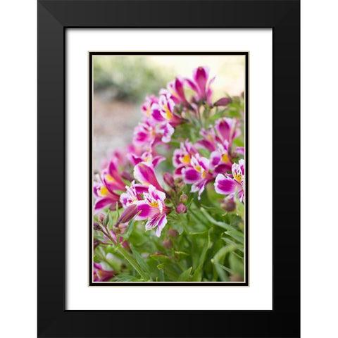 Purple and White II Black Modern Wood Framed Art Print with Double Matting by Millet, Karyn