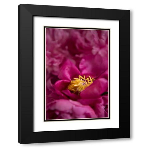 Fuchsia Peonies I Black Modern Wood Framed Art Print with Double Matting by Millet, Karyn