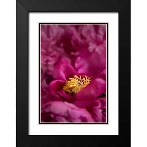 Fuchsia Peonies I Black Modern Wood Framed Art Print with Double Matting by Millet, Karyn