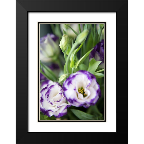 Purple Tipped Floral I Black Modern Wood Framed Art Print with Double Matting by Millet, Karyn