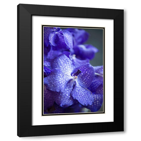 Vibrant Periwinkle Floral I Black Modern Wood Framed Art Print with Double Matting by Millet, Karyn