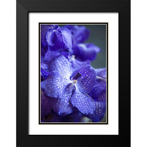 Vibrant Periwinkle Floral I Black Modern Wood Framed Art Print with Double Matting by Millet, Karyn
