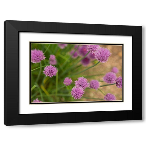 Purple Flower Ball I Black Modern Wood Framed Art Print with Double Matting by Millet, Karyn