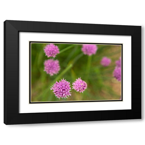 Purple Flower Ball II Black Modern Wood Framed Art Print with Double Matting by Millet, Karyn
