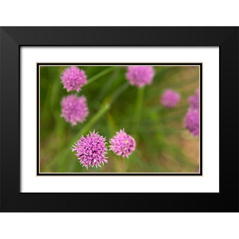 Purple Flower Ball II Black Modern Wood Framed Art Print with Double Matting by Millet, Karyn