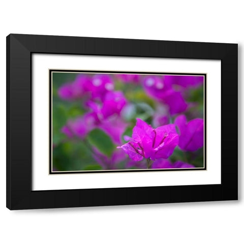 Magenta Bloom Black Modern Wood Framed Art Print with Double Matting by Millet, Karyn