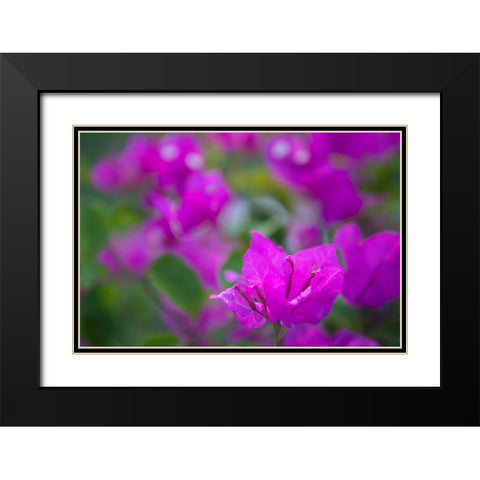 Magenta Bloom Black Modern Wood Framed Art Print with Double Matting by Millet, Karyn