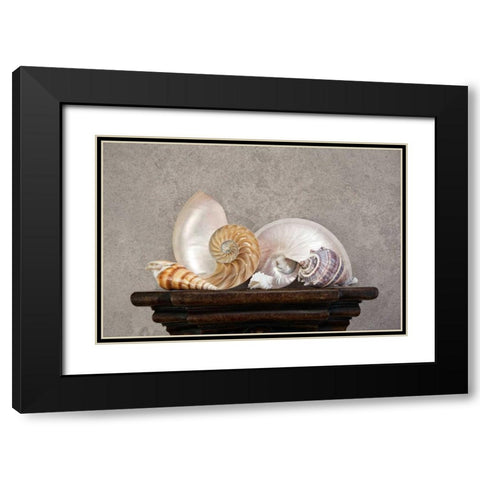 Seashell Still Life I Black Modern Wood Framed Art Print with Double Matting by McNemar, C. Thomas