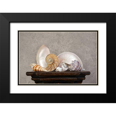 Seashell Still Life I Black Modern Wood Framed Art Print with Double Matting by McNemar, C. Thomas