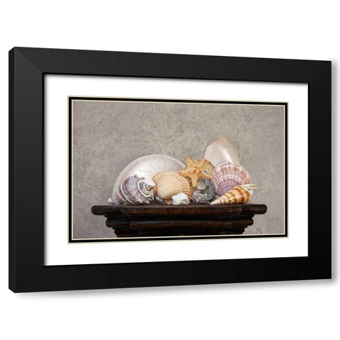 Seashell Still Life II Black Modern Wood Framed Art Print with Double Matting by McNemar, C. Thomas
