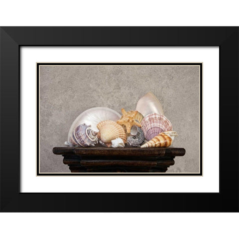 Seashell Still Life II Black Modern Wood Framed Art Print with Double Matting by McNemar, C. Thomas