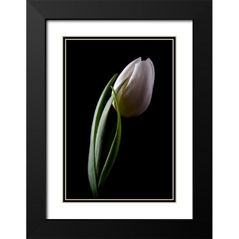 Tulips III Black Modern Wood Framed Art Print with Double Matting by McNemar, C. Thomas