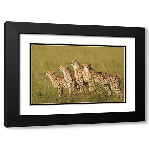 Four of a Kind Black Modern Wood Framed Art Print with Double Matting by Parker, Susann