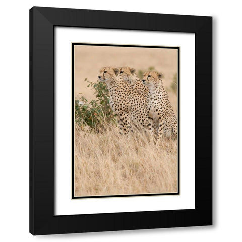 Three of a Kind Black Modern Wood Framed Art Print with Double Matting by Parker, Susann