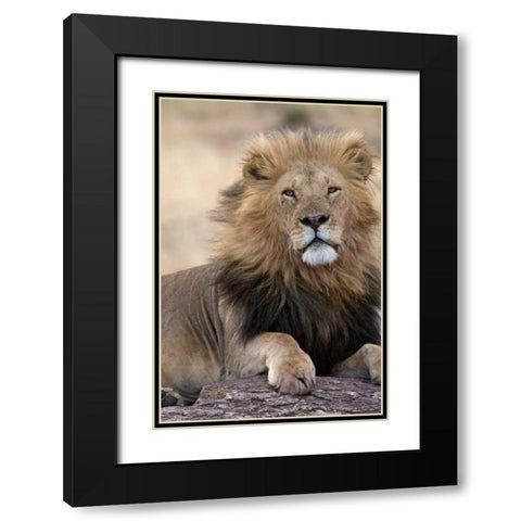 Africas King Black Modern Wood Framed Art Print with Double Matting by Parker, Susann