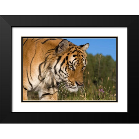 Emerging Black Modern Wood Framed Art Print with Double Matting by Parker, Susann