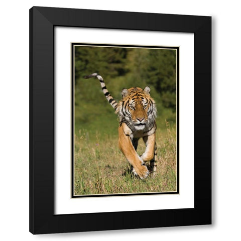 Tiger Run Black Modern Wood Framed Art Print with Double Matting by Parker, Susann